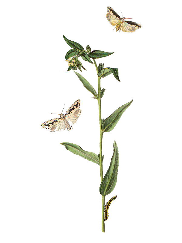 Lithospermum officinale