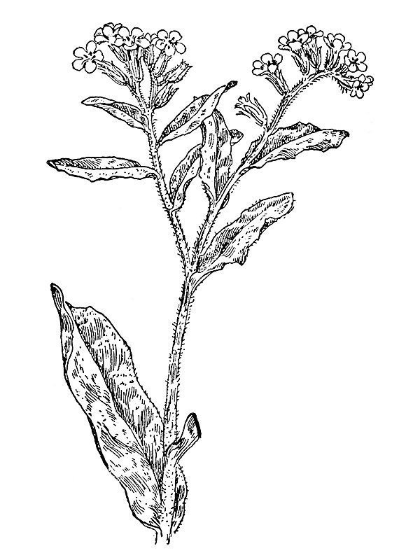 Lycopsis arvensis