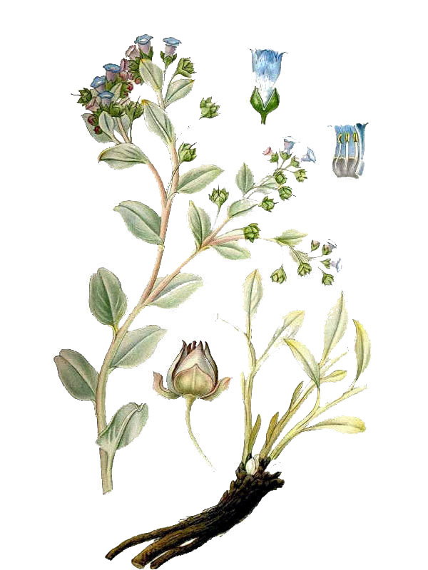 Mertensia maritima