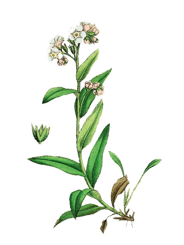 Myosotis alpestris