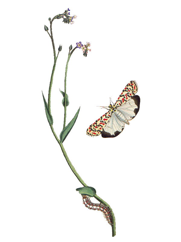 Myosotis arvensis