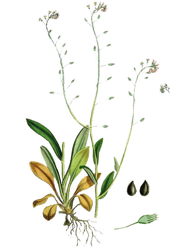 Myosotis arvensis