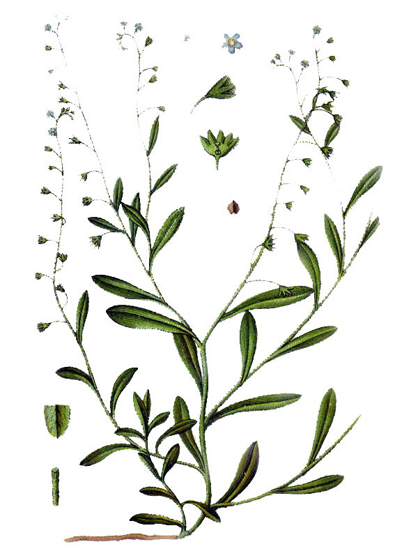 Myosotis caespitosa