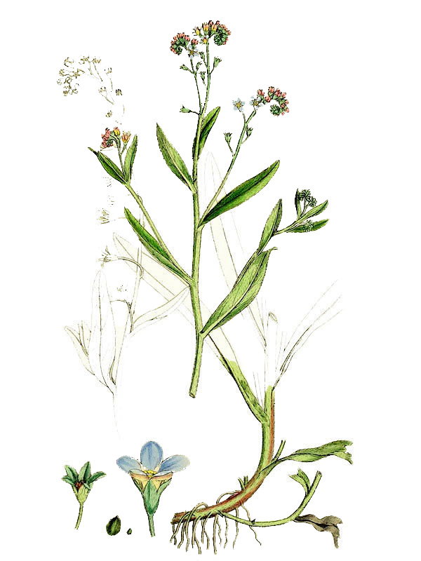 Myosotis caespitosa