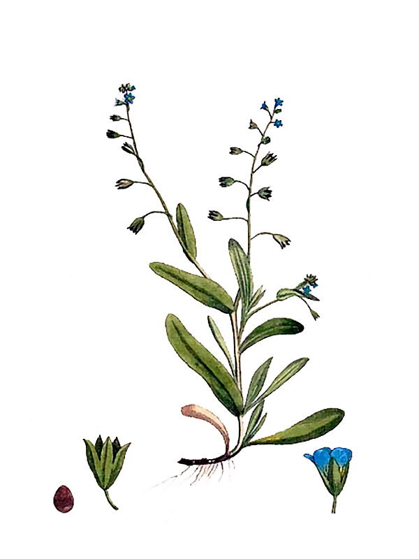 Myosotis caespitosa
