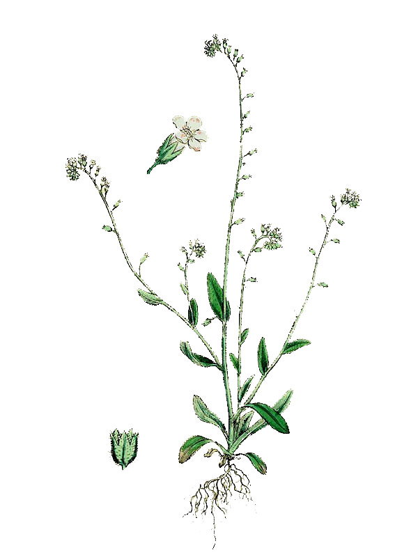 Myosotis collina
