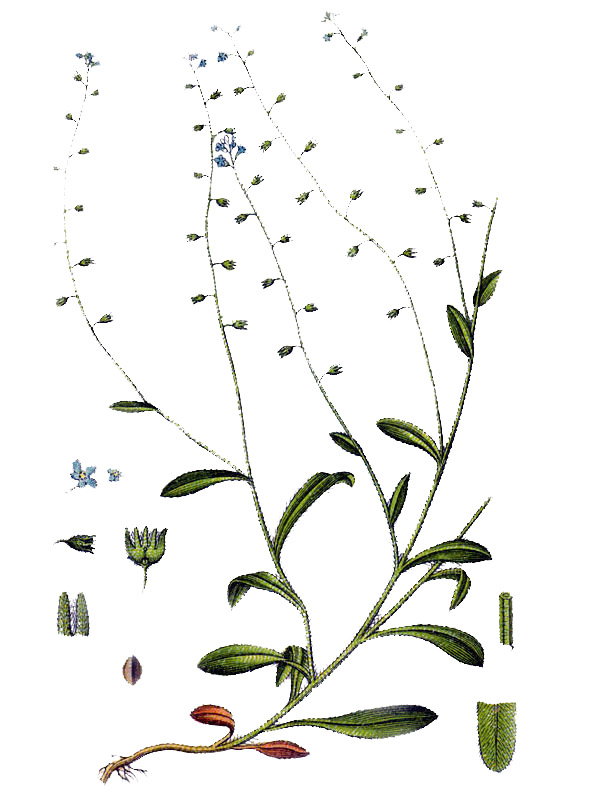 Myosotis hispida