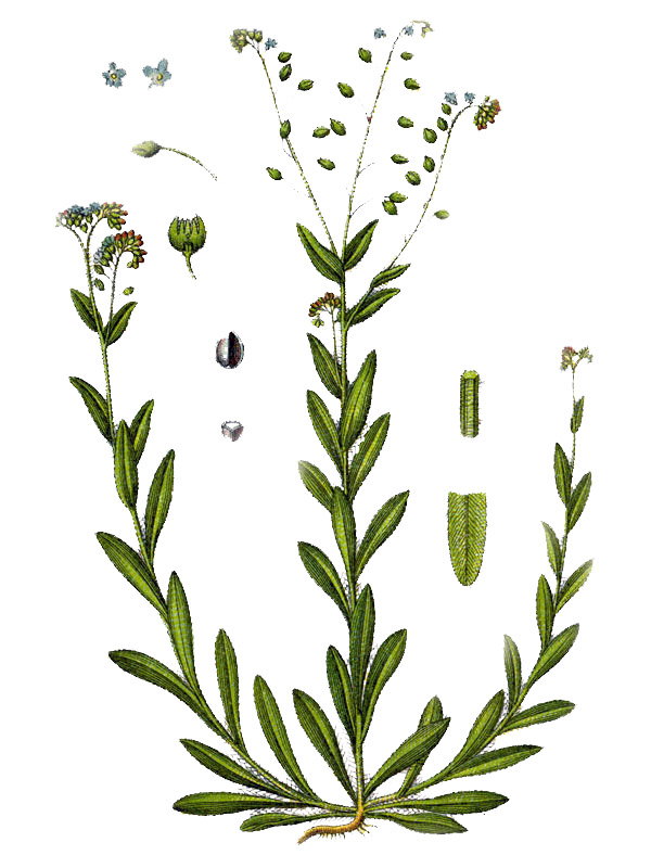 Myosotis media