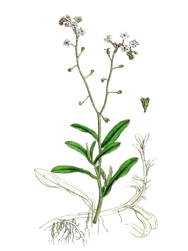 Myosotis palustris
