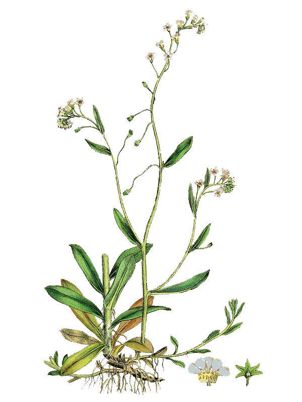 Myosotis repens