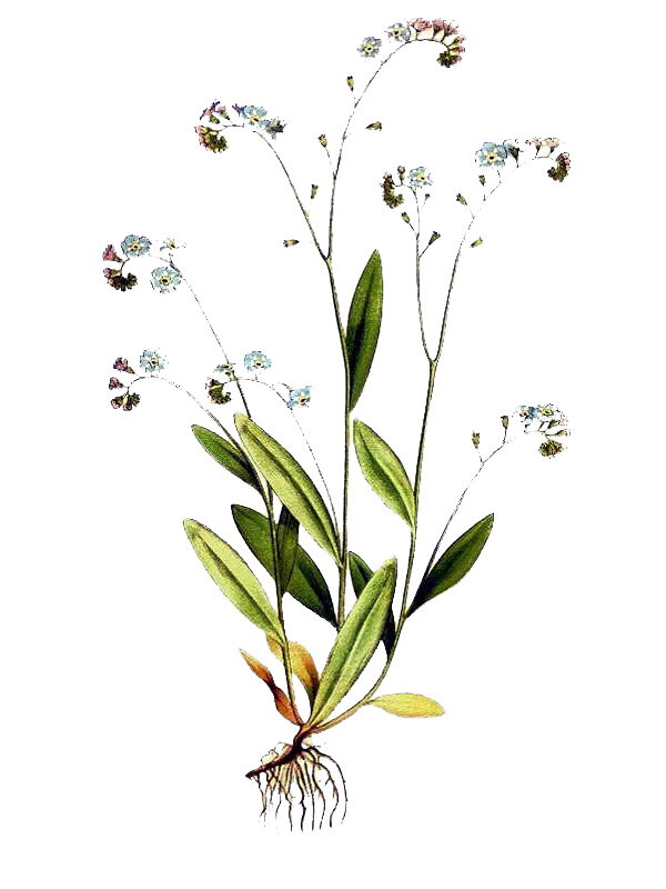 Myosotis scorpioides