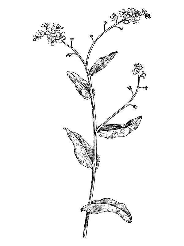 Myosotis scorpioides