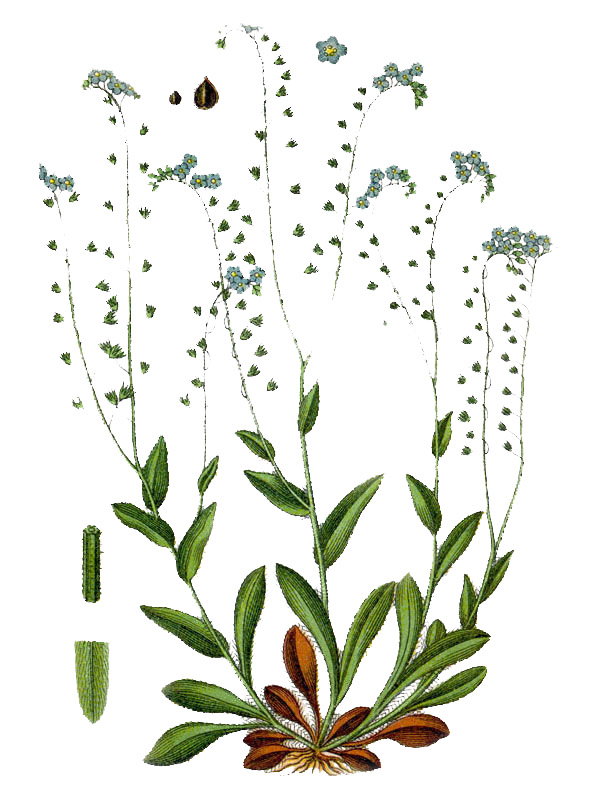 Myosotis silvatica