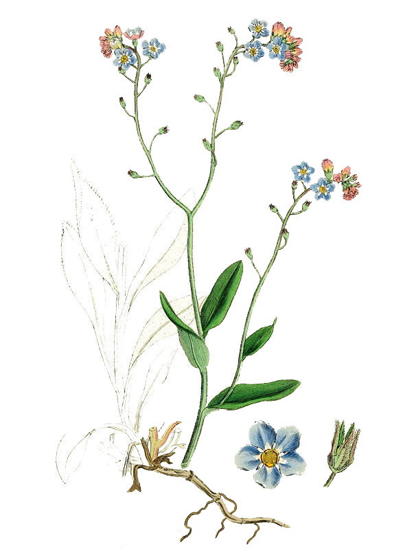 Myosotis silvatica