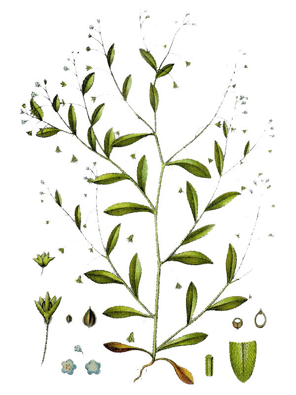 Myosotis sparsiflora