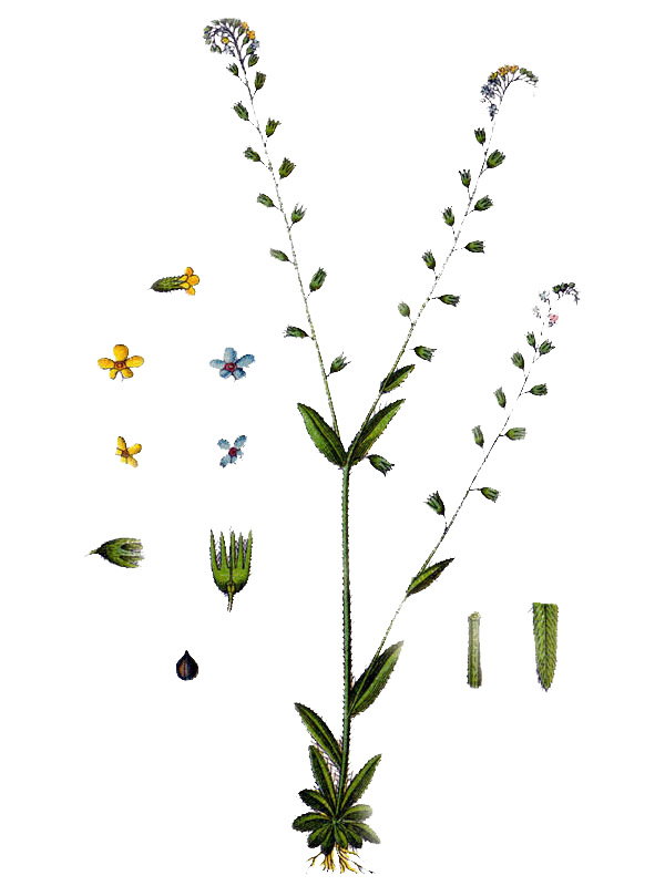 Myosotis versicolor