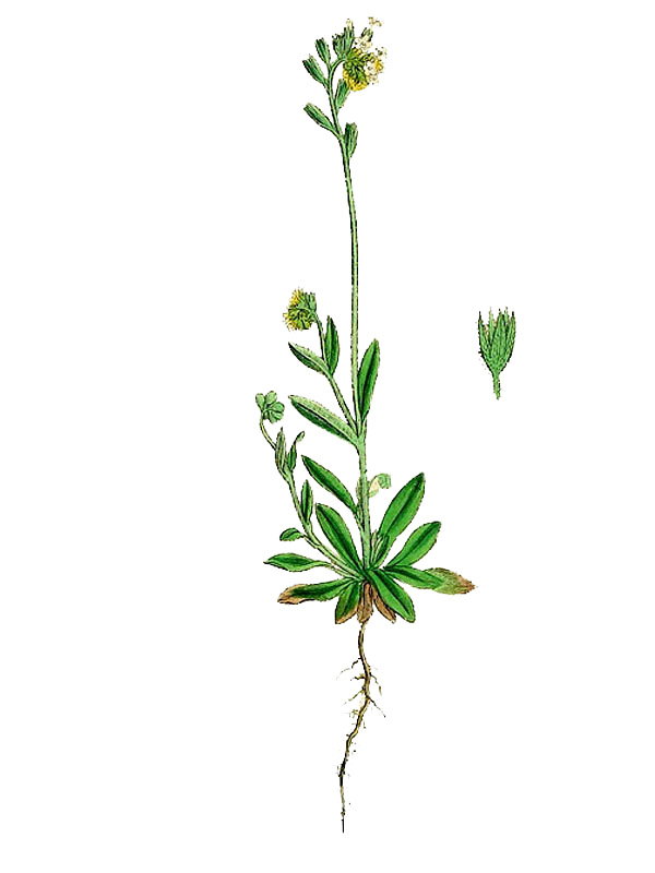 Myosotis versicolor