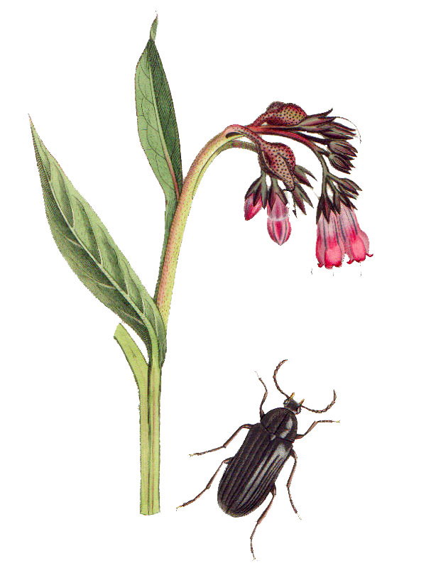 Symphytum officinale