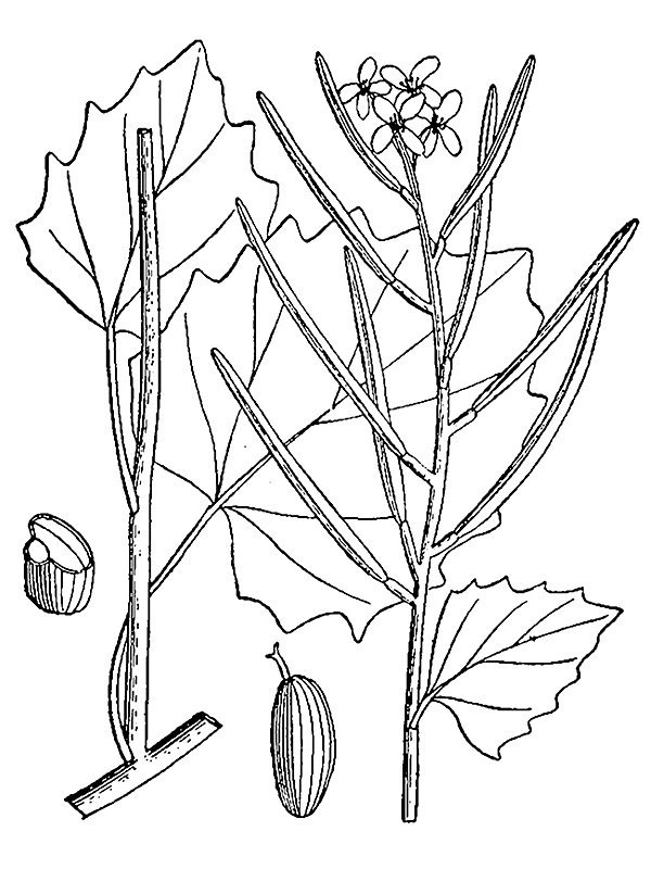 Alliaria petiolata