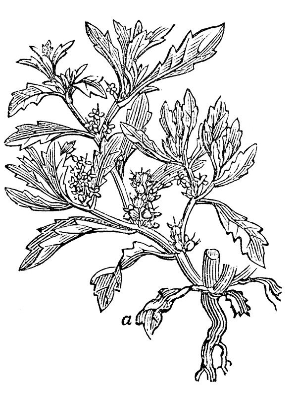 Anastatica hierochuntina