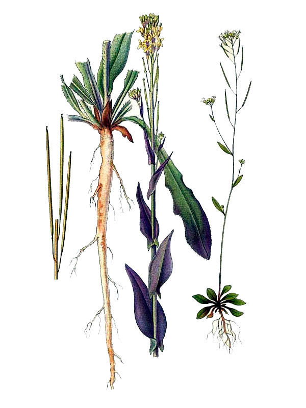 Arabidopsis thaliana