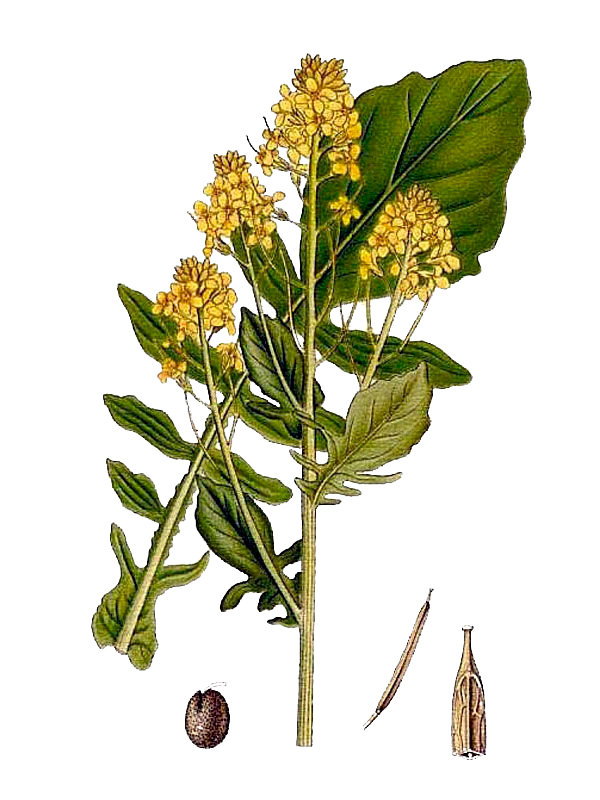 Barbaraea lyrata