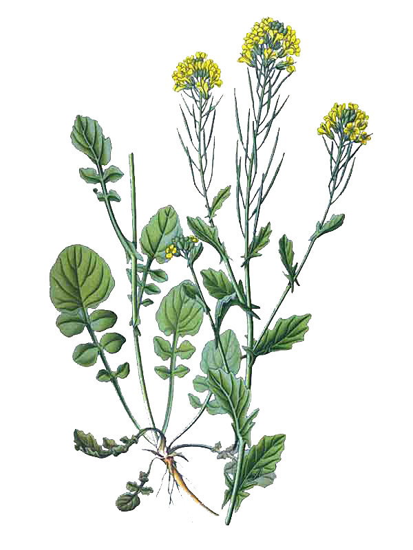 Barbarea vulgaris
