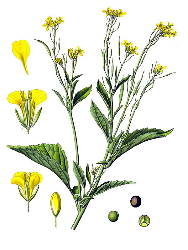 Brassica juncea
