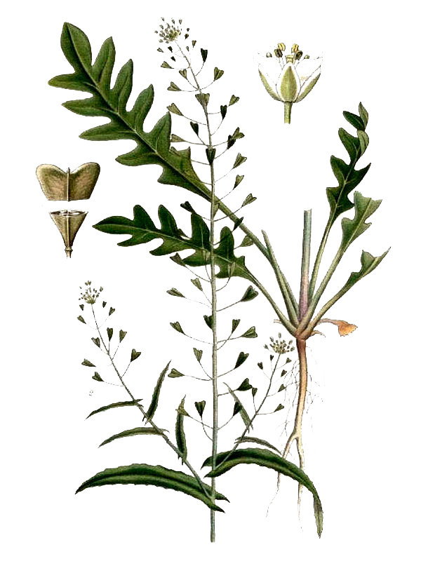 Capsella bursa-pastoris