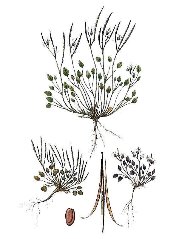 Cardamine bellidifolia