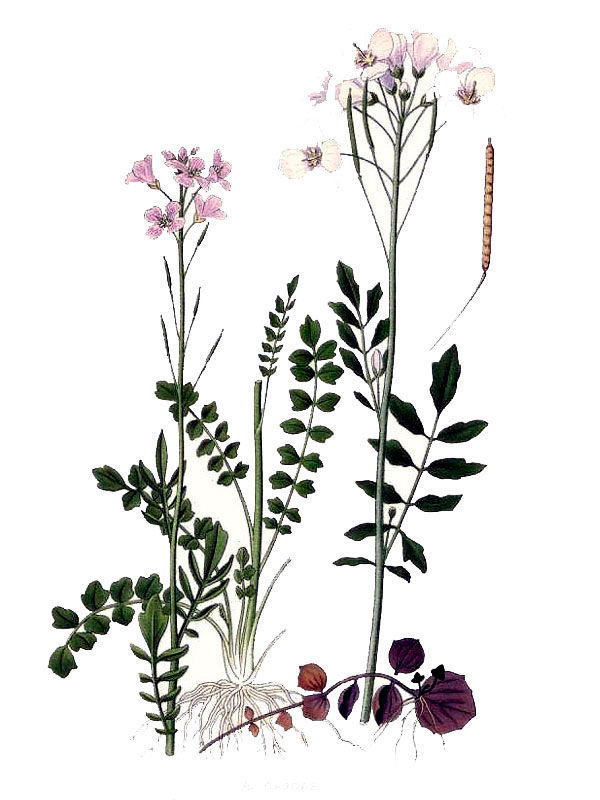 Cardamine dentata