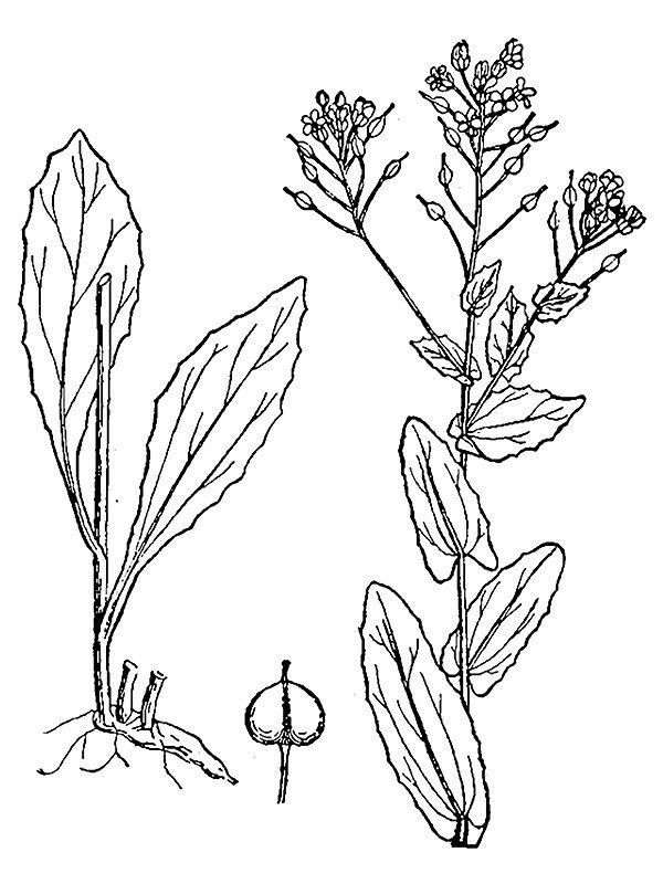 Cardaria draba