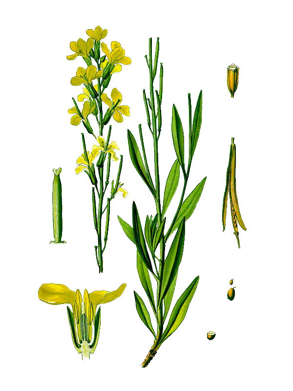 Cheiranthus cheiri