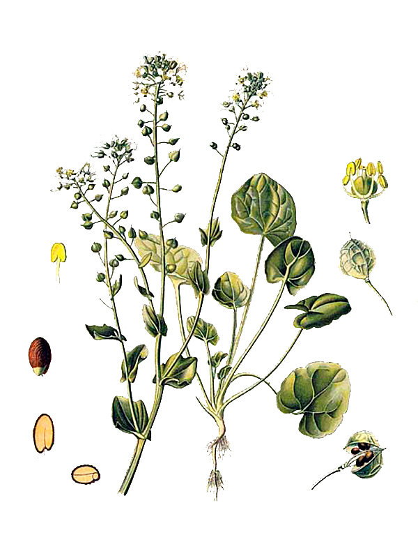 Cochlearia officinalis