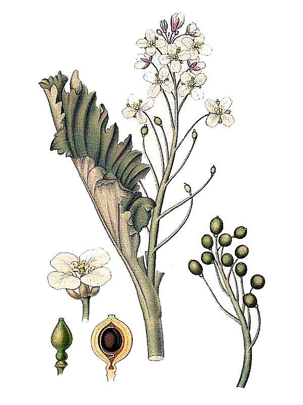Crambe maritima