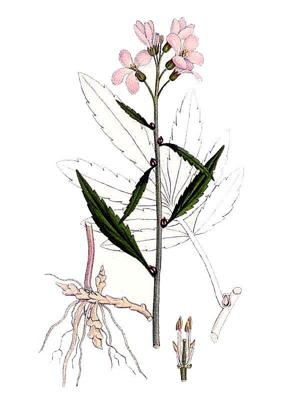 Dentaria bulbifera