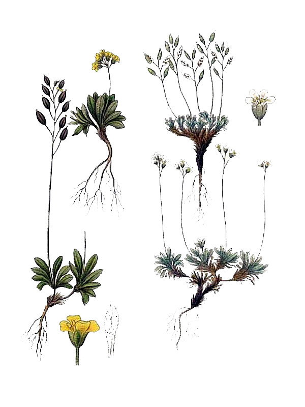 Draba nivalis