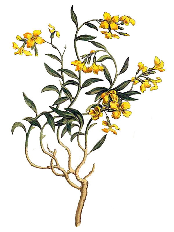 Erysimum cheiri