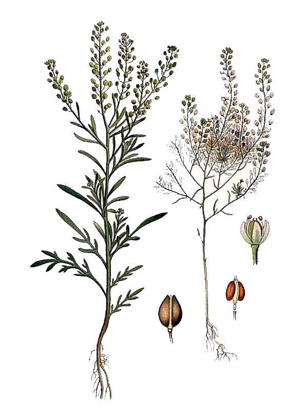 Lepidium ruderale