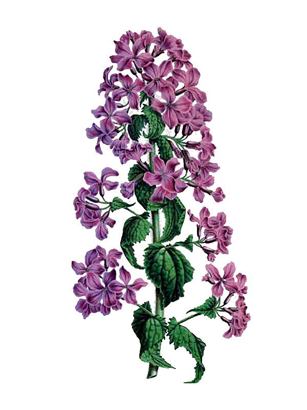 Lunaria biennis