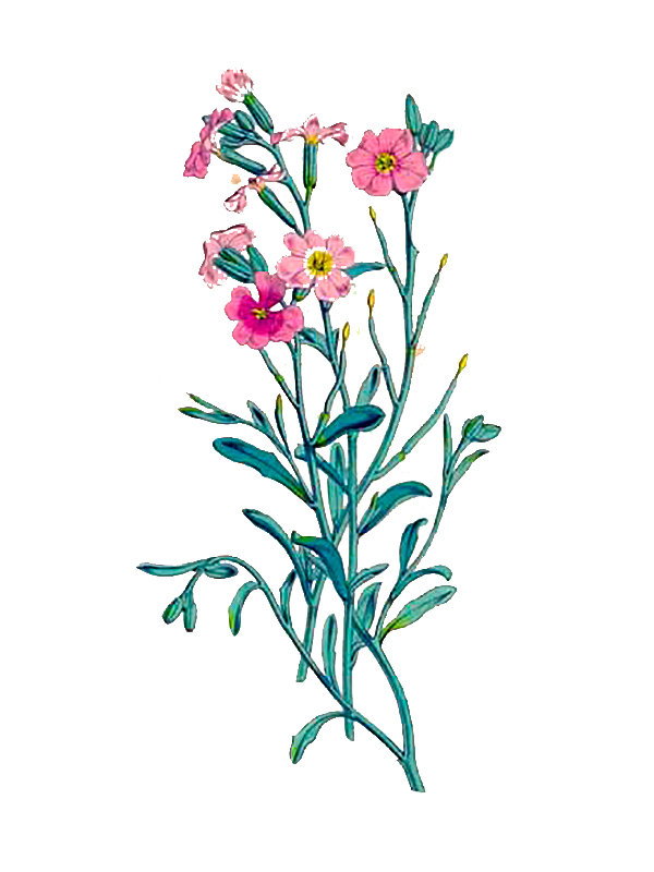 Malcolmia littorea