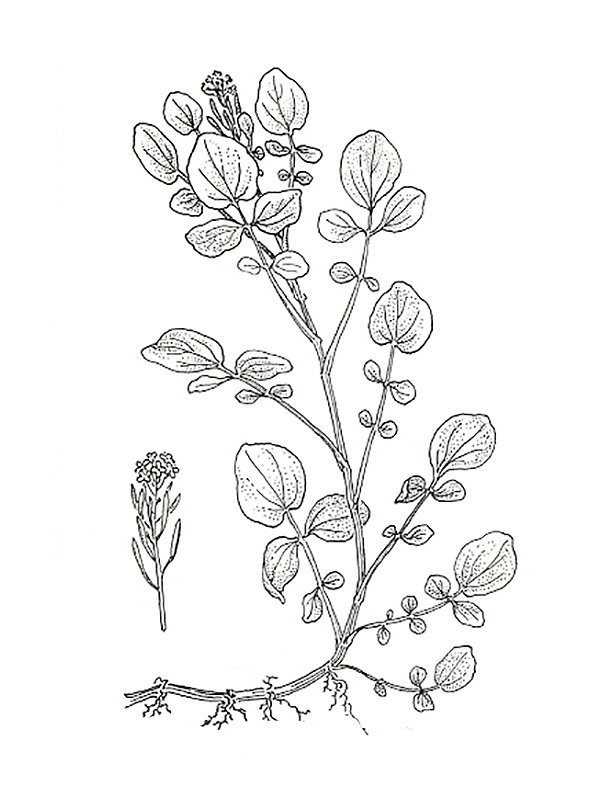 Nasturtium officinale
