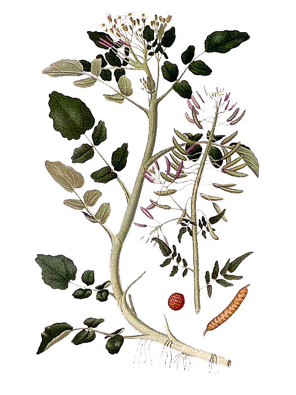 Radicula nasturtium-aquatic