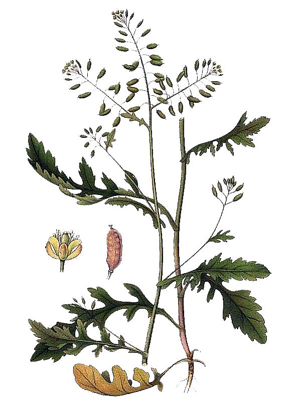 Radicula palustris