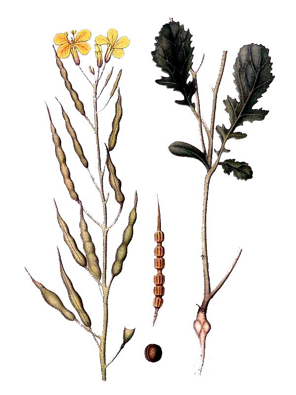 Raphanus raphanistrum