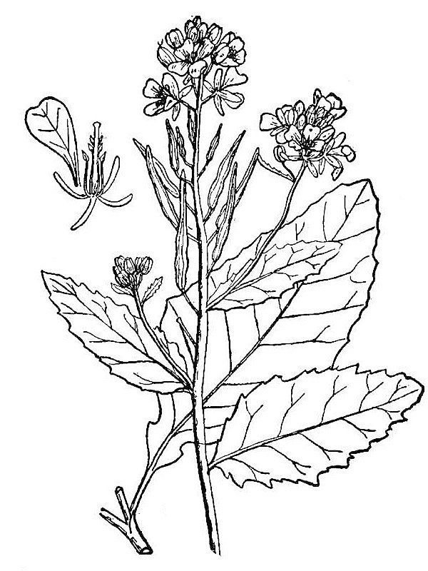 Sinapis arvensis