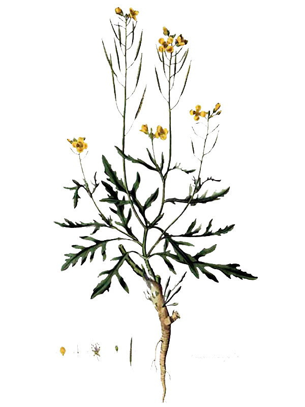 Sinapis tenuifolia