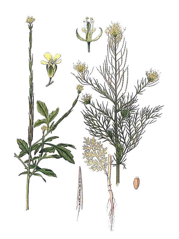 Sisymbrium officinale