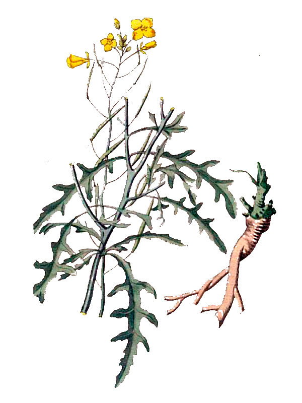 Sisymbrium tenuifolium