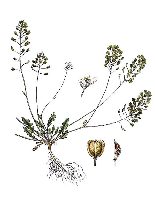 Teesdalea nudicaulis